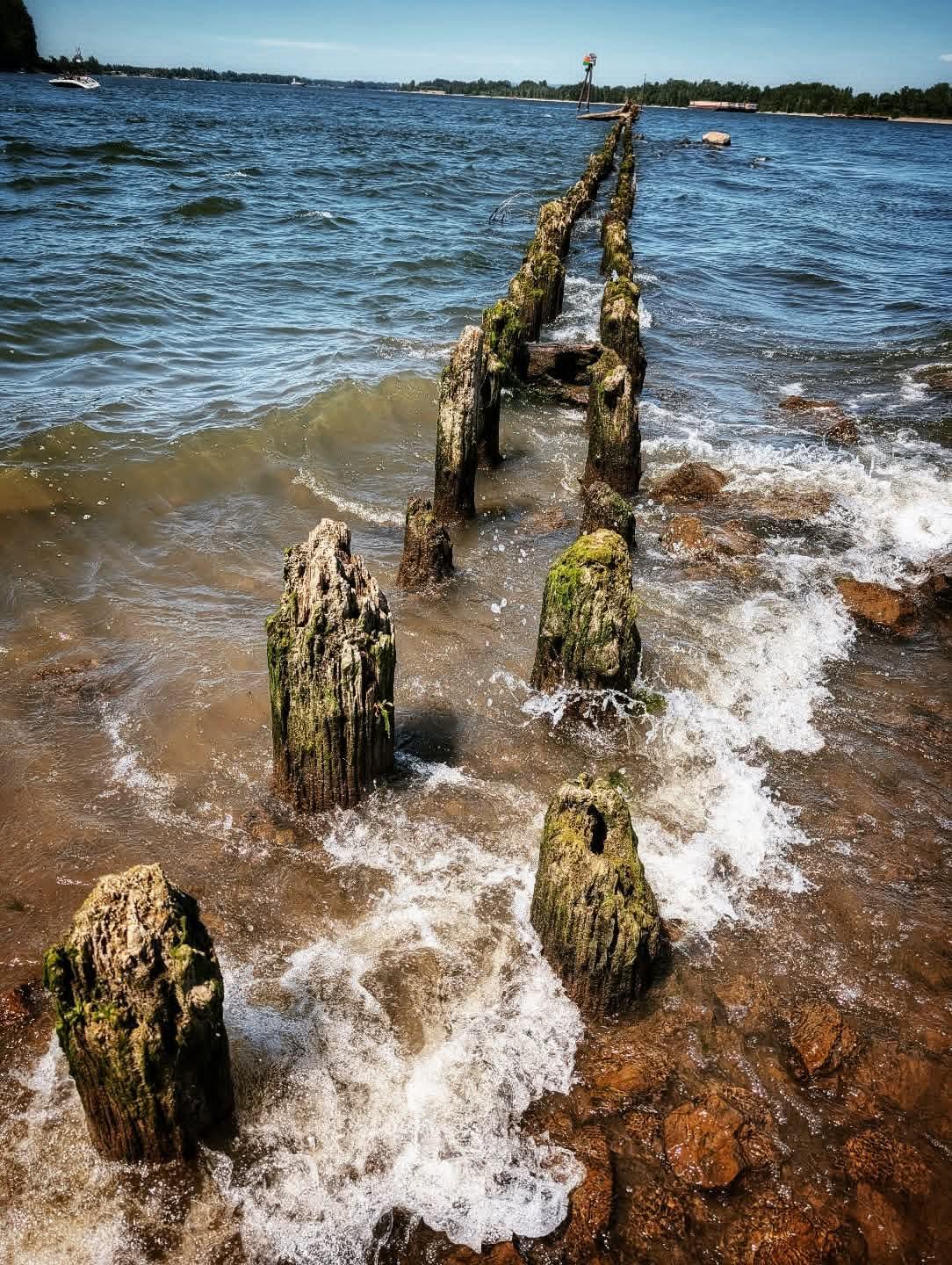 Old weather worn poles mark the confluence of the Columbia and Willamette rives at the top northwest corner of Portland Oregon in Kelley Point Park.