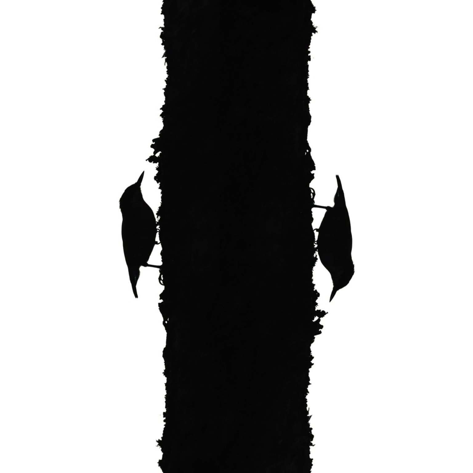 Schwarze Silhouetten von zwei Kleibern, an gegenüberliegenden Seiten eines Baumstamms; der linke schaut nach oben, der rechte nach unten.