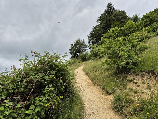 This image captures a serene and inviting hiking trail winding through a lush, natural landscape. The trail, made of dirt and small stones, meanders gently through a meadow filled with tall grass and wildflowers, adding a sense of adventure and tranquility to the scene. The path is flanked by dense vegetation, including bushes and small trees, their vibrant green leaves creating a natural border.
To the right of the trail, a cluster of taller trees stands, their foliage a rich green, suggesting…