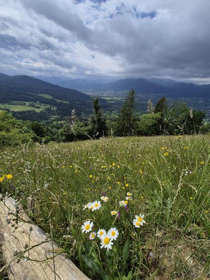 This image captures a breathtaking and expansive mountain landscape, blending the beauty of nature with a sense of vastness and tranquility. The foreground is dominated by a lush meadow filled with tall grass and a variety of wildflowers, including white daisies with yellow centers. The vibrant colors of the flowers add a touch of charm and natural beauty to the scene.
Beyond the meadow, the landscape opens up to reveal a stunning valley with rolling hills and dense forests. The hills are cover…