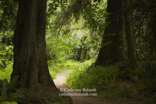 A forest trail with large cedar trees on both sides of the image and lots of trees and bushes with new growth along the path.