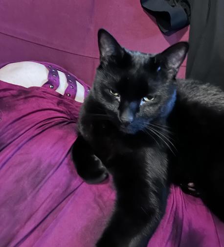 Photo of a black cat lying down on my stomach/side