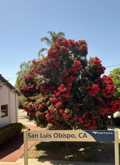 tree with beautiful red blooms outside the San Luis Obispo Amtrak station