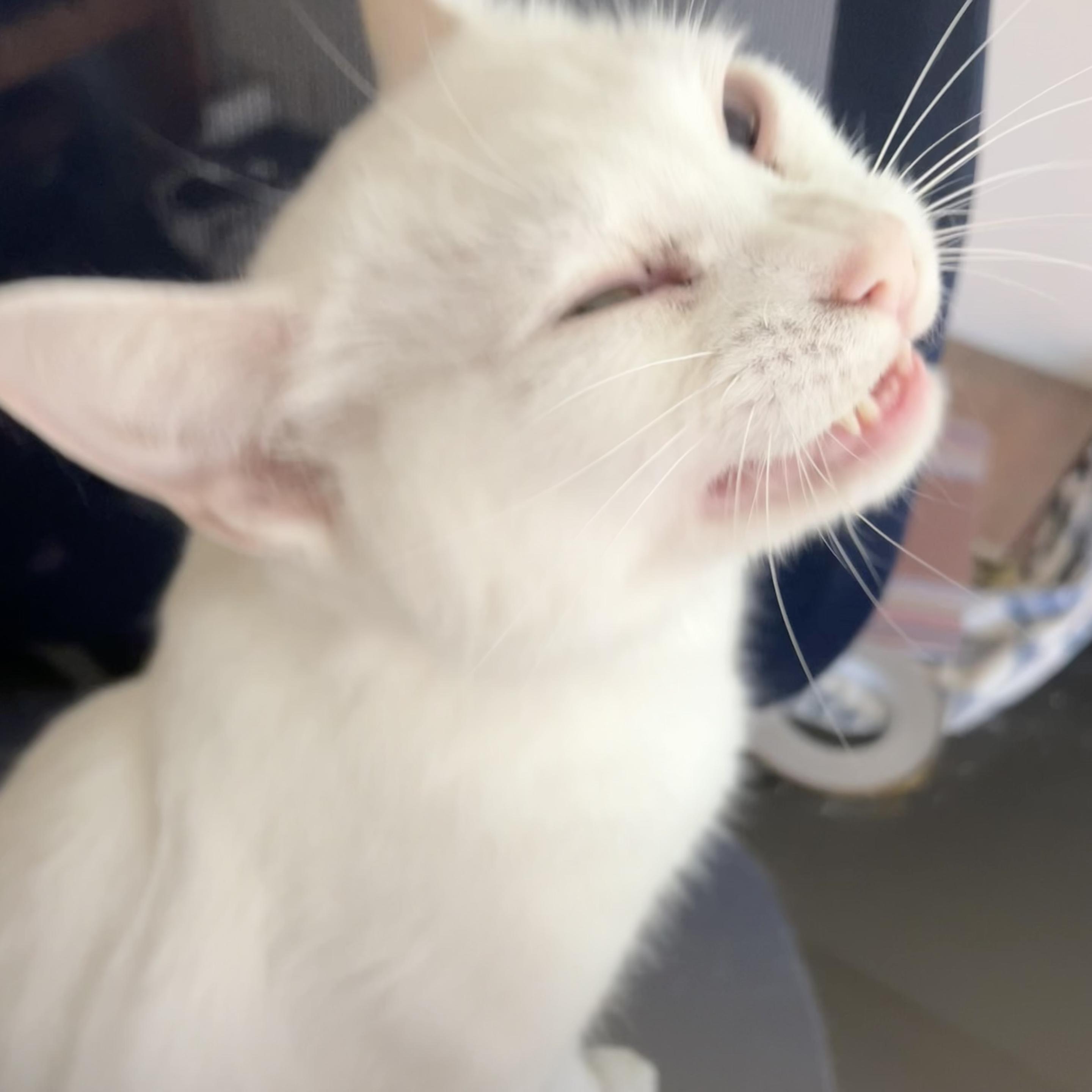 A white cat as she finishes yawning