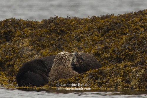 A sea otter playing with her pup on an islet covered with yellow kelp. She is on her back and her pup faces her. They look at each other.
