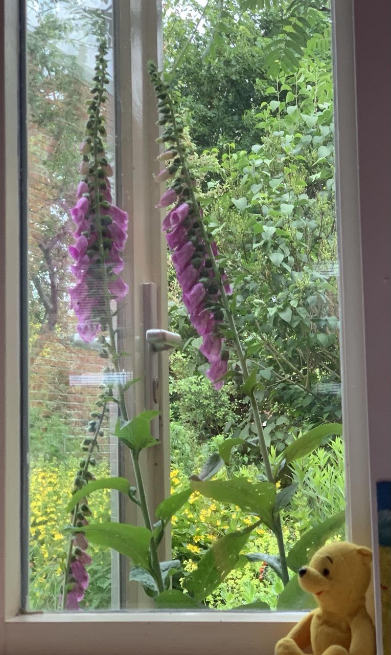 Drie roze digitali, waarvan 1 de helft kleiner dan de grote 2. Achtergrond gele wederik en groene struiken