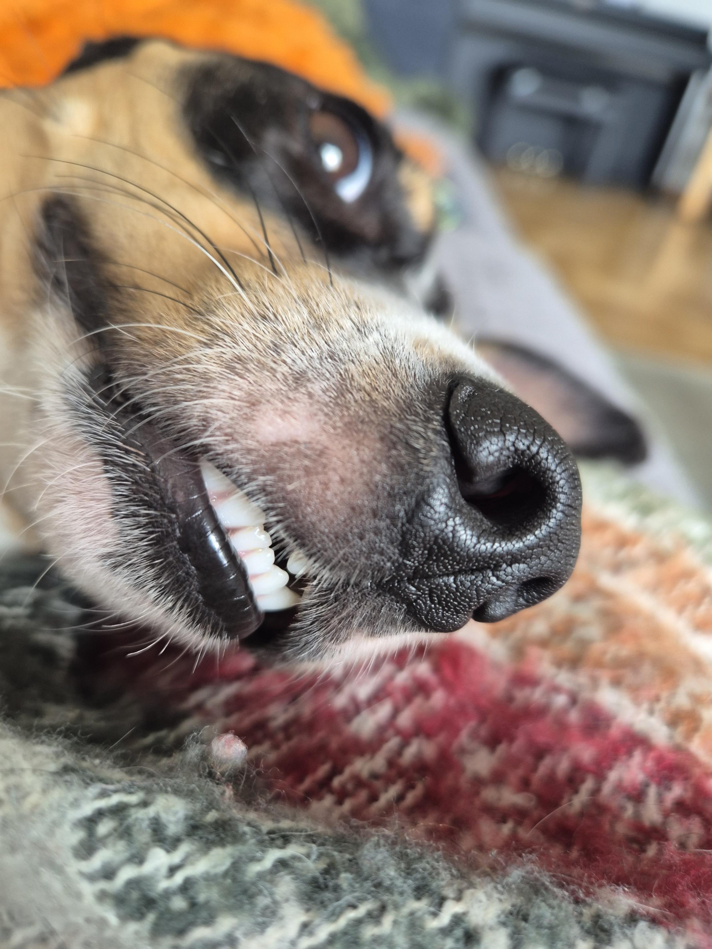A picture of a dog mouth showing the front teeth