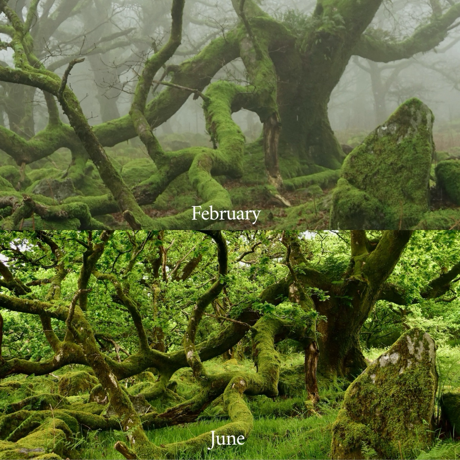 A collage of two photos the same oak tree on Misty in winter one with green foliage in June