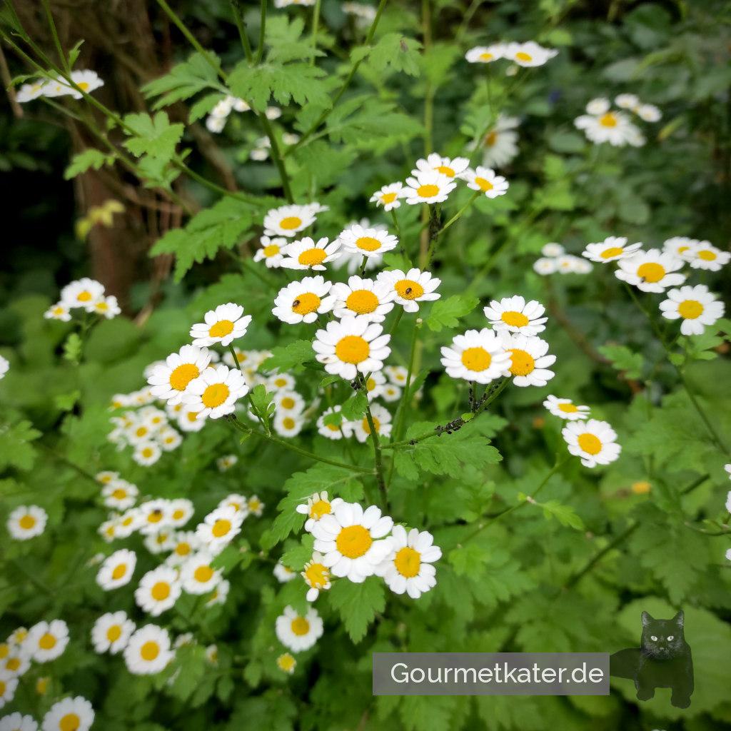 Im Garten