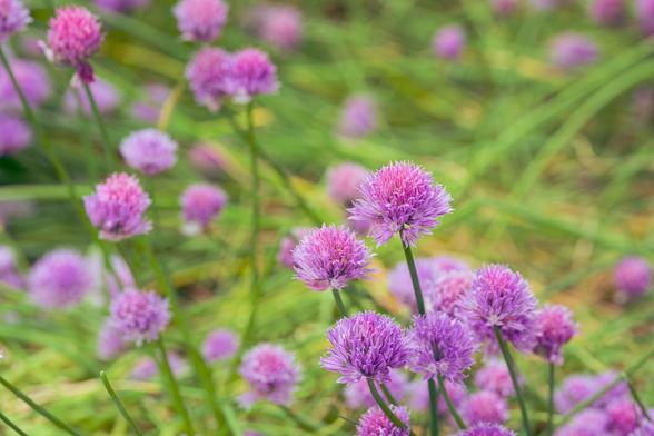 Maybe 20 or so purple clover puffs in and out of focus with stems going in all directions around and behind them