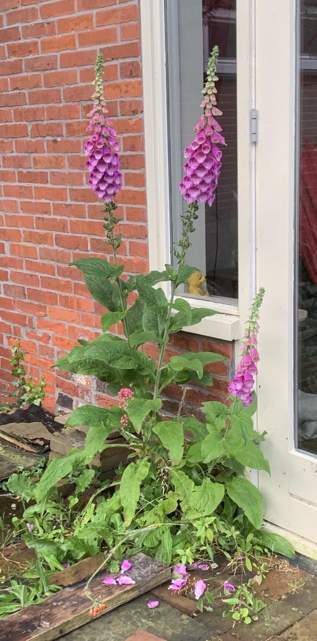 Twee grote en een kleinere roze vingerhoedskruiden in hun geheel. De bloemtrossen hebben door de volle onderkant en spitse bovenkant iets weg van vuurpijlen. (Vind ik.)