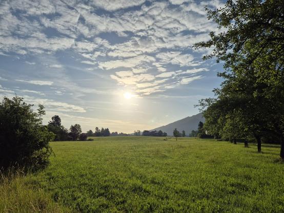 Green field with the sun rising in the background