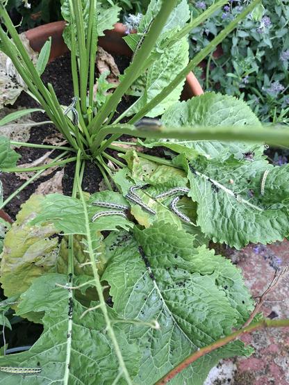Photo of a horseradish plant covered in caterpillars