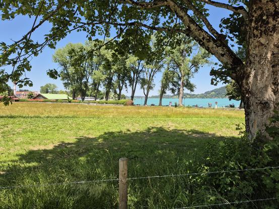 This image captures a serene and picturesque lakeside scene, framed by the branches of a large tree in the foreground. The tree, with its thick trunk and sprawling branches, creates a natural border that draws the viewer's eye into the image.

Beyond the tree, a lush, green meadow stretches out, its vibrant grass adding a sense of openness and tranquility to the scene. The meadow leads to a beautiful lake, its calm, turquoise waters reflecting the clear blue sky above. The lake is bordered by m…