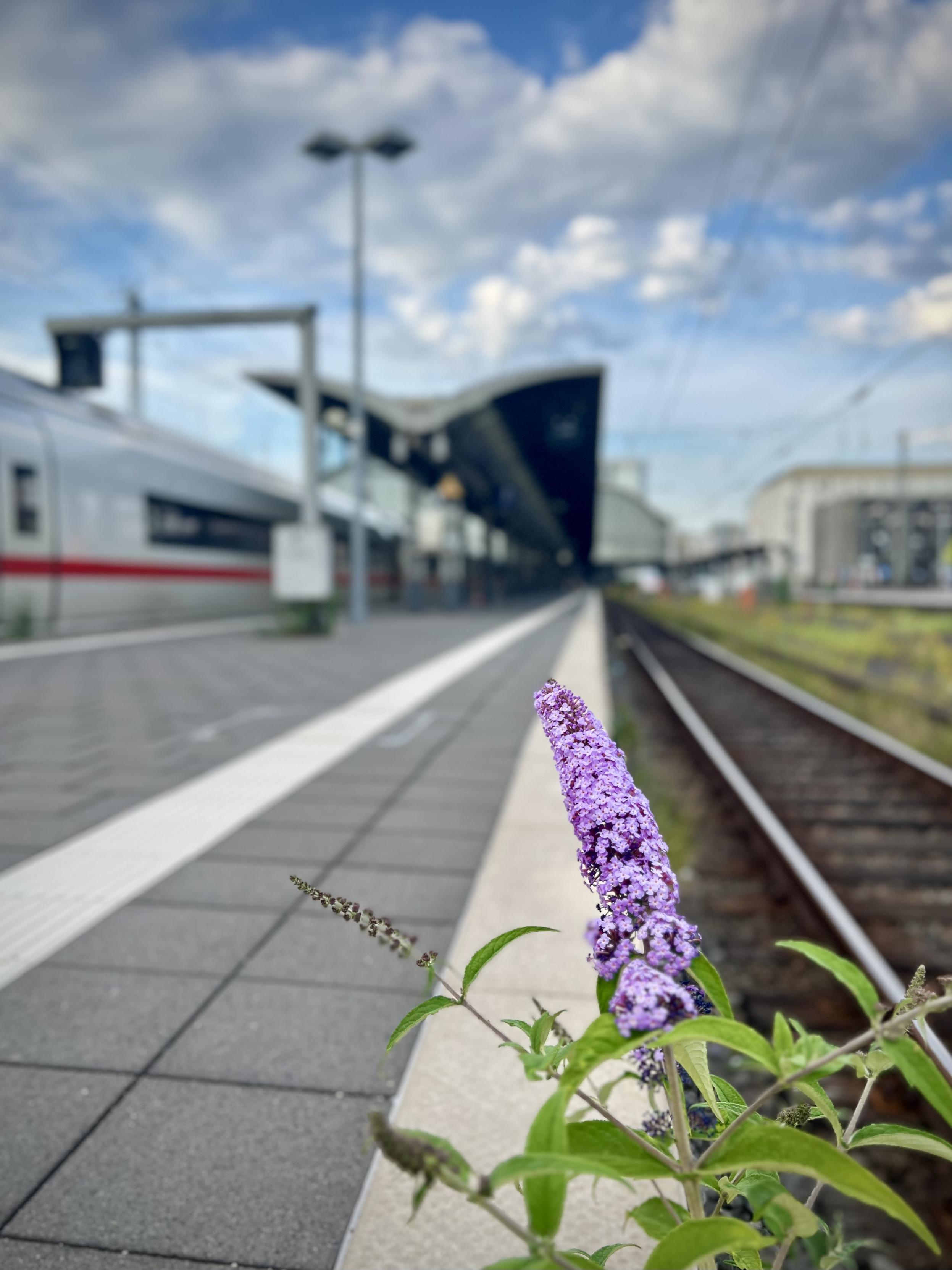 ‎⁨Frankfurt (Main) Hbf⁩, ⁨Frankfurt⁩, ⁨Hesse⁩, ⁨Germany⁩

A purple flower in the foreground beside a modern train platform.A white ICE passenger train with a red stripe sits at the platform, with tracks extending into the distance.
Overhead wires and a curved station canopy frame a city skyline under a blue, partly cloudy sky.