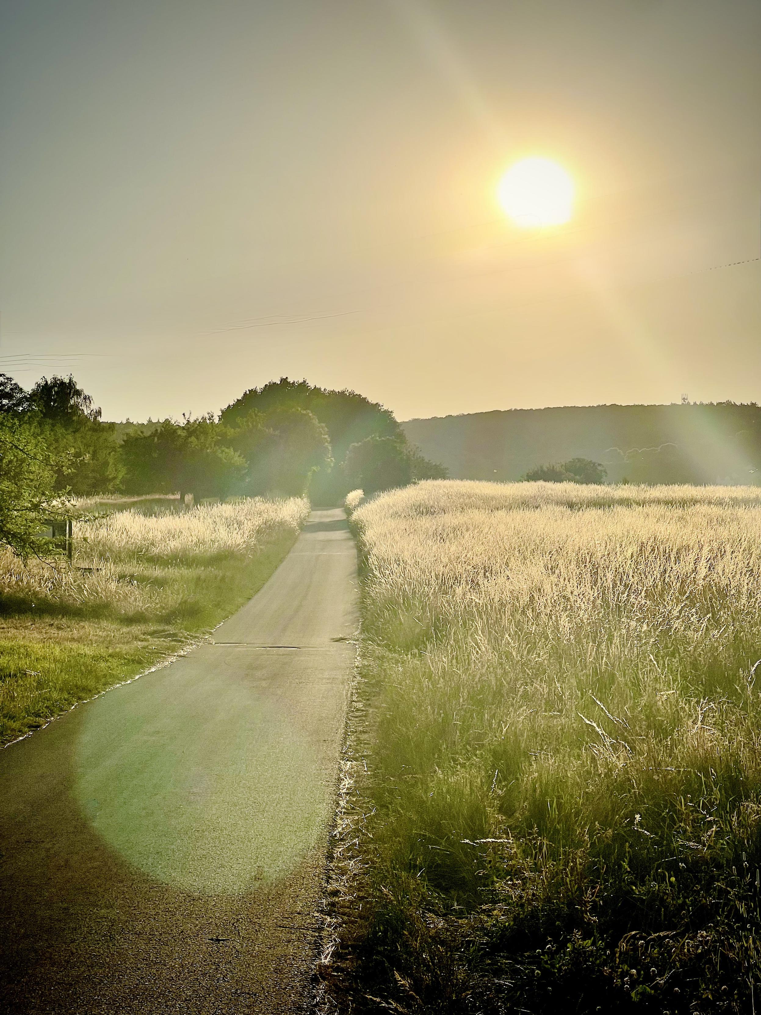 ‎⁨Taunus Nature Park⁩, ⁨Königstein im Taunus⁩, ⁨Hesse⁩, ⁨Germany⁩

A narrow paved path winds through a golden field of tall grasses under a bright sun. The sun appears large and hazy, casting warm, diffused light with subtle lens flare. Trees line the distant horizon, with a shallow ditch or canal along the right edge.