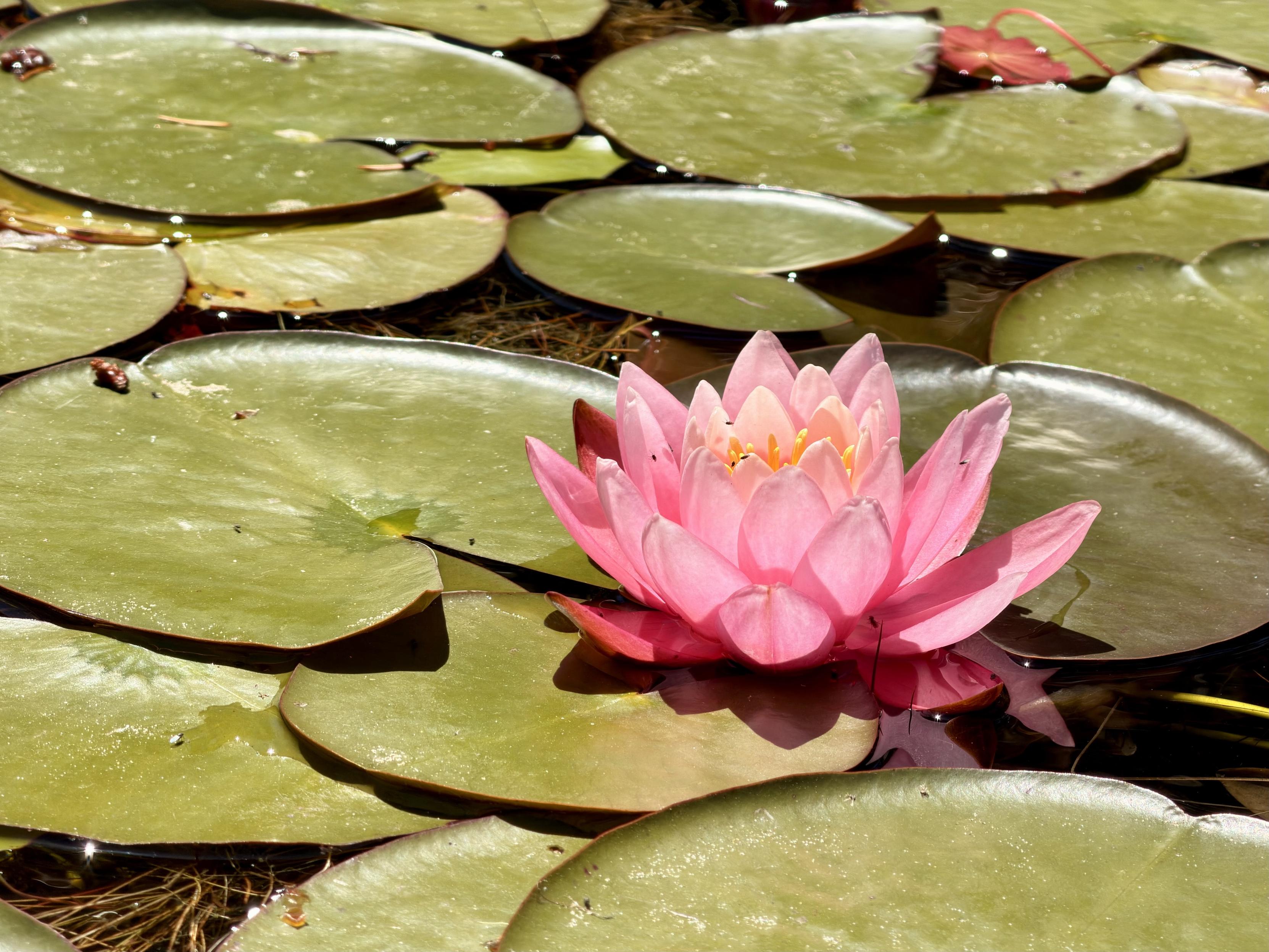 A pink water lily blooms amid green lily pads on a serene water surface. Sunlight reflects off the leaves, enhancing the peaceful atmosphere.
