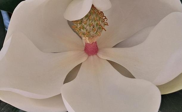 Close-up of a magnolia flower: white petals with pink and yellowish parts in the center.