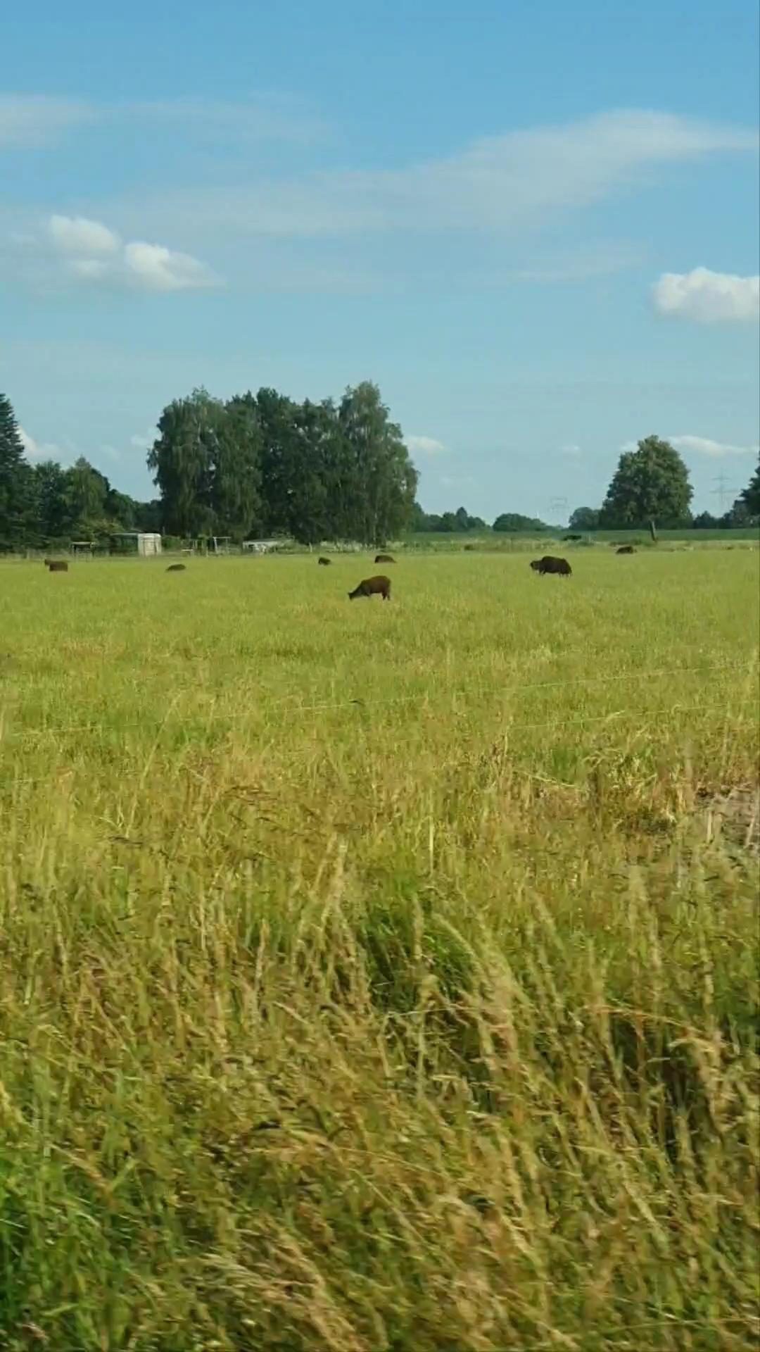 Das Bild zeigt eine Wiese mit einigen grasenden Schafen. Es ist kein nutzbarer Unterstand zu sehen. Das Foto wurde beim Vorbeifahren aufgenommen.