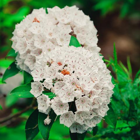 Two globes of hexagonal white flowers with little brown lines on them with green foliage.  Don't eat!
