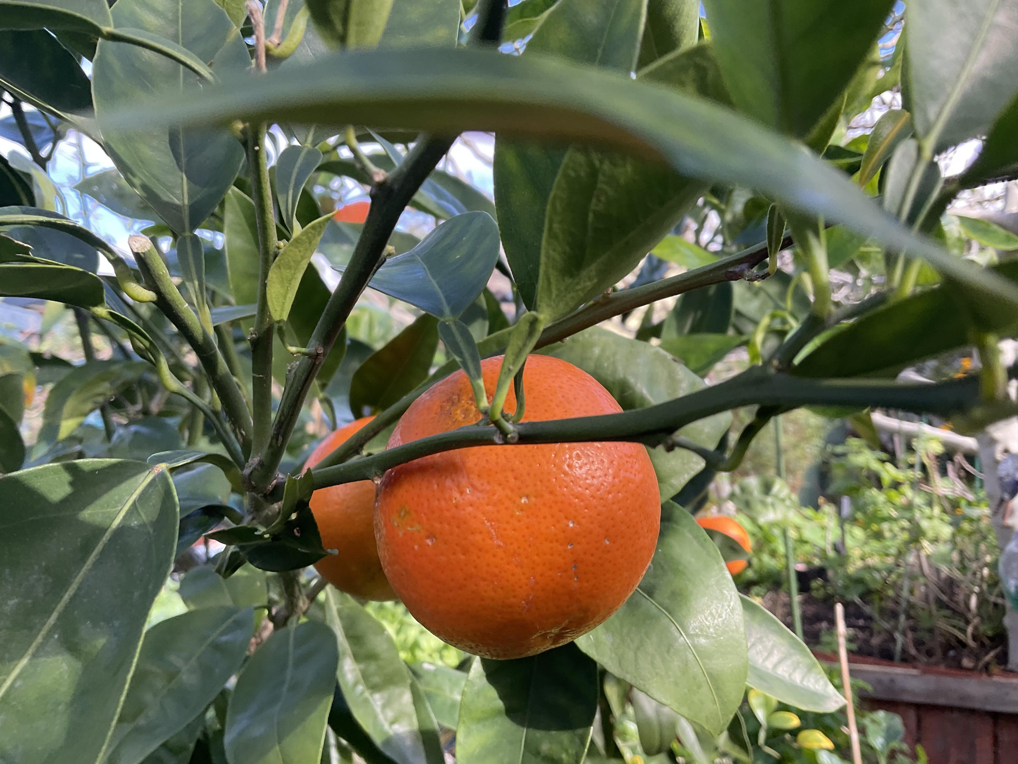 Bright orange globe Tangelo fruit on tree with dark green leaves and stems