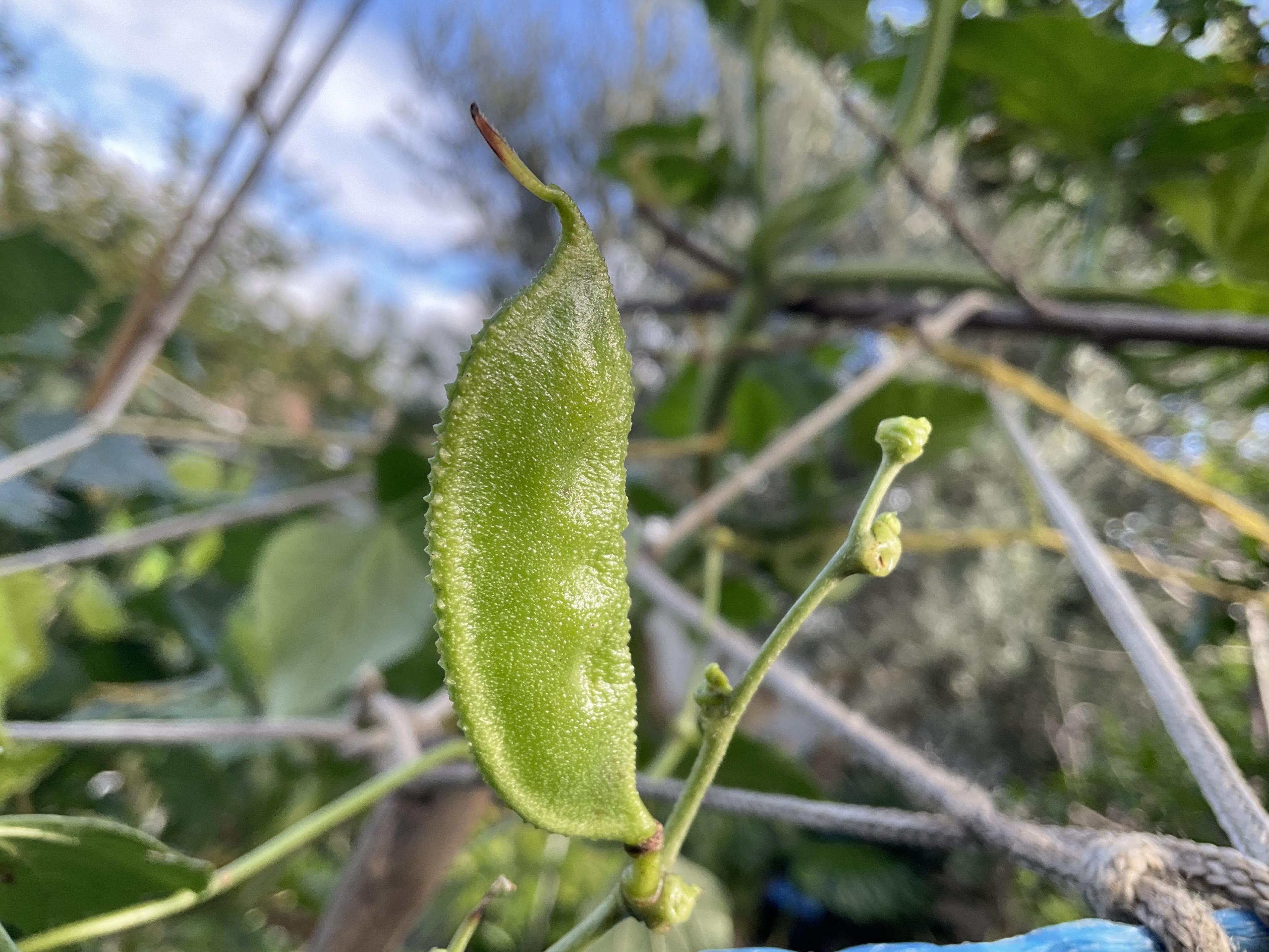 The first bean or pea appears as elongated bright green reflecting midday sunshine of its “shell” a small spiral vine expands by seeking attachment and climb up into sunlight.