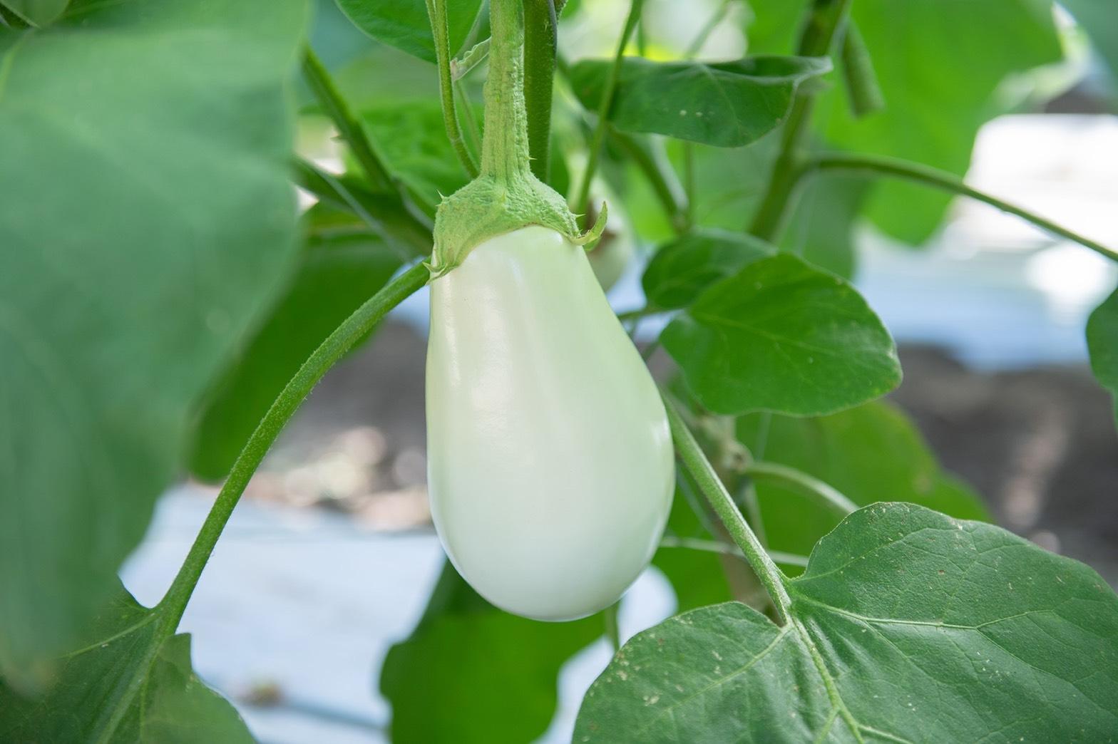 White eggplant.
