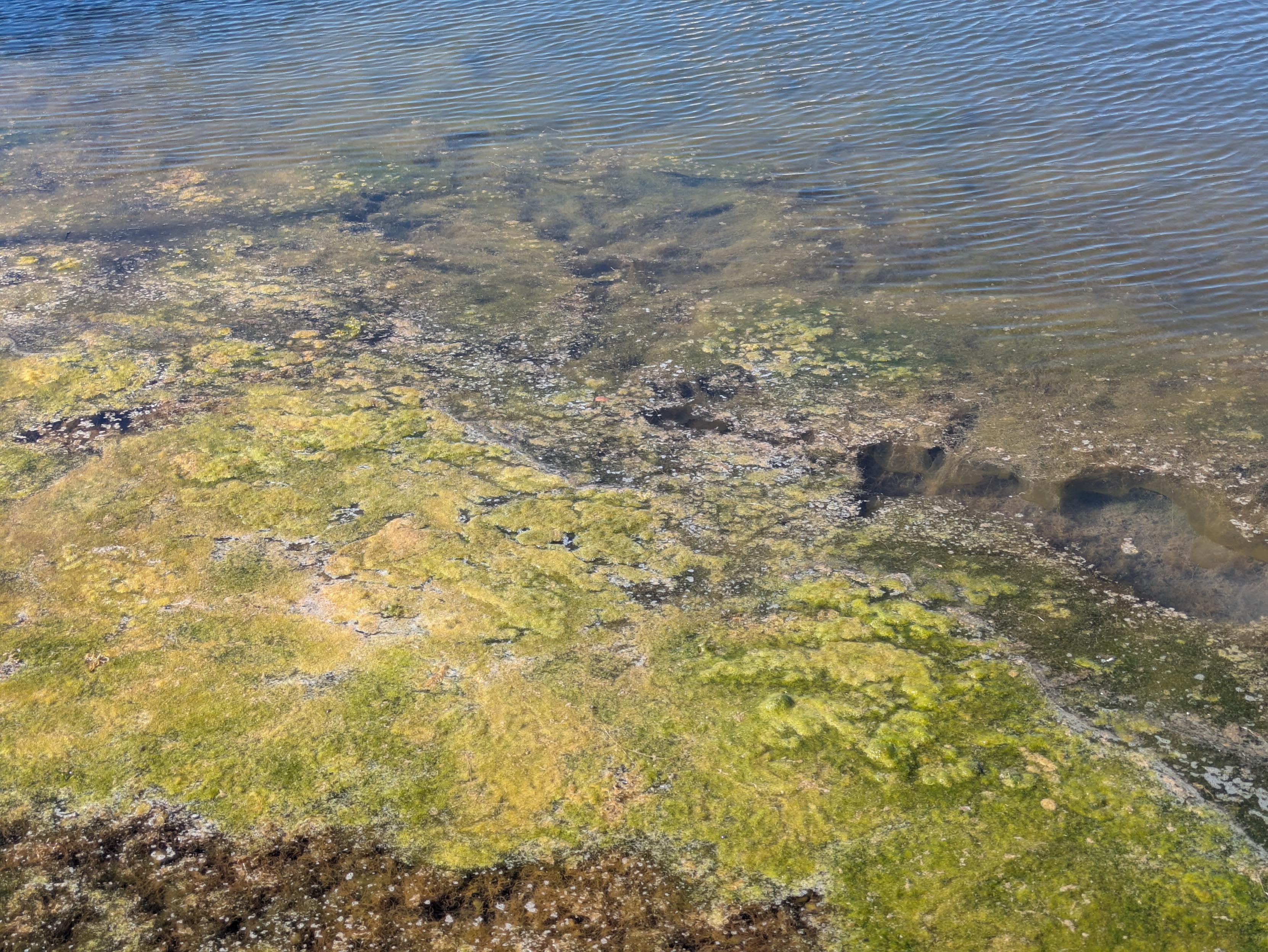various kinds of algae in a lake