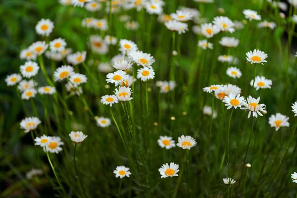 Lots of little yellow daisies pushing up from below