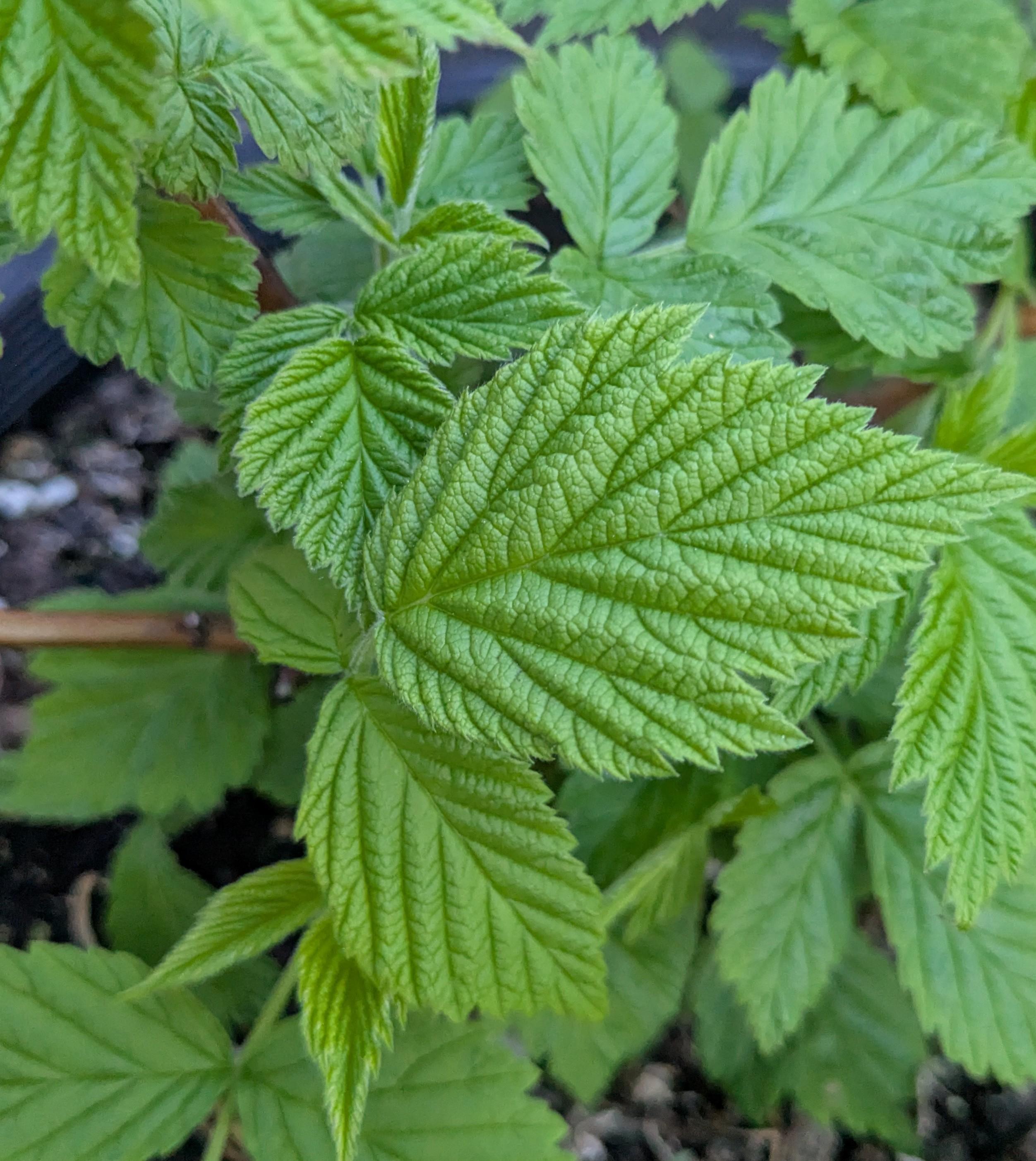Alt text: Image displays a close-up of bright green leaves on a raspberry bush as it leaves out in mid-spring on May 18th. A planter and some coarse material is shown out of focus in the background.