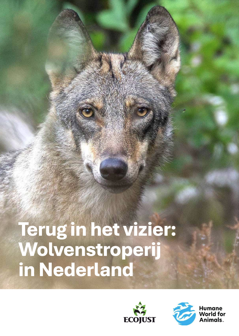 Terug in het vizier: Wolvenstroperij in Nederland