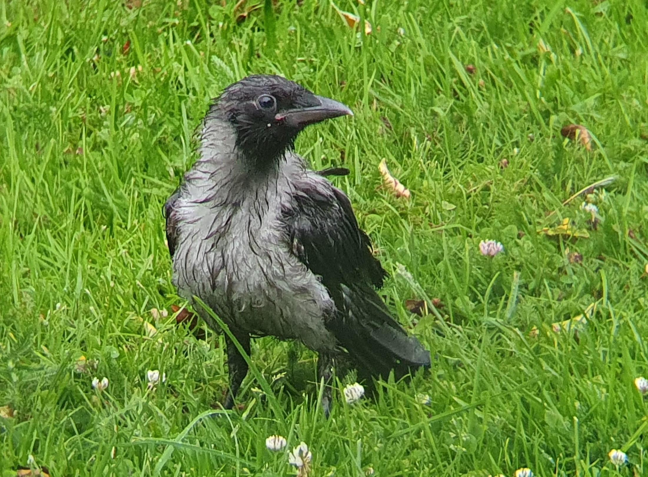 A very young hooded crow soaked by rain