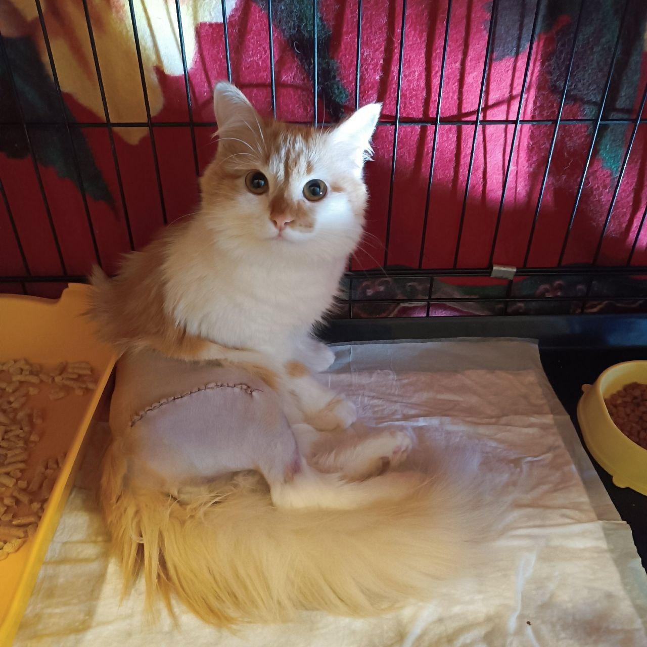 A fluffy white and ginger cat sits inside a recovery crate after surgery. The cat has a shaved area with stitches on its side, wide curious eyes, and a large fluffy tail curled around its body. A litter tray and food bowl are visible inside the crate.