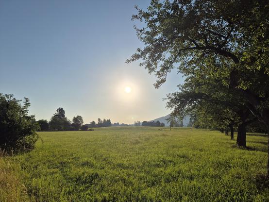 A green field, bushes on the left, Apple trees on the right. The sun rising in the background