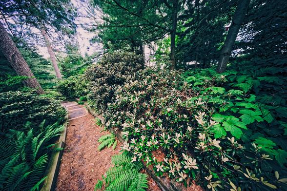 Path winds to the left of a big Rhodendron surrounded by other greenery and topped with trees