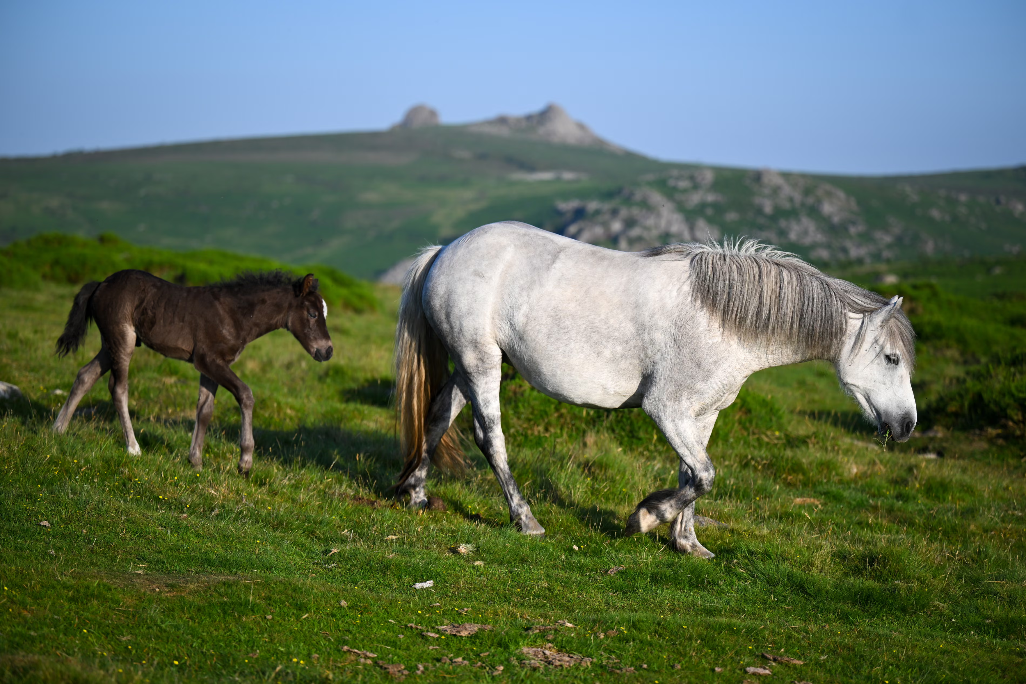 A pony and foal at Hound Tor in Dartmoor national park. 

While campaigners warn that the rules could result in up to 90% of the ponies being removed or culled, Natural England has strongly denied ordering a cull, stating that pony grazing is actually vital for the moor’s ecological recovery.