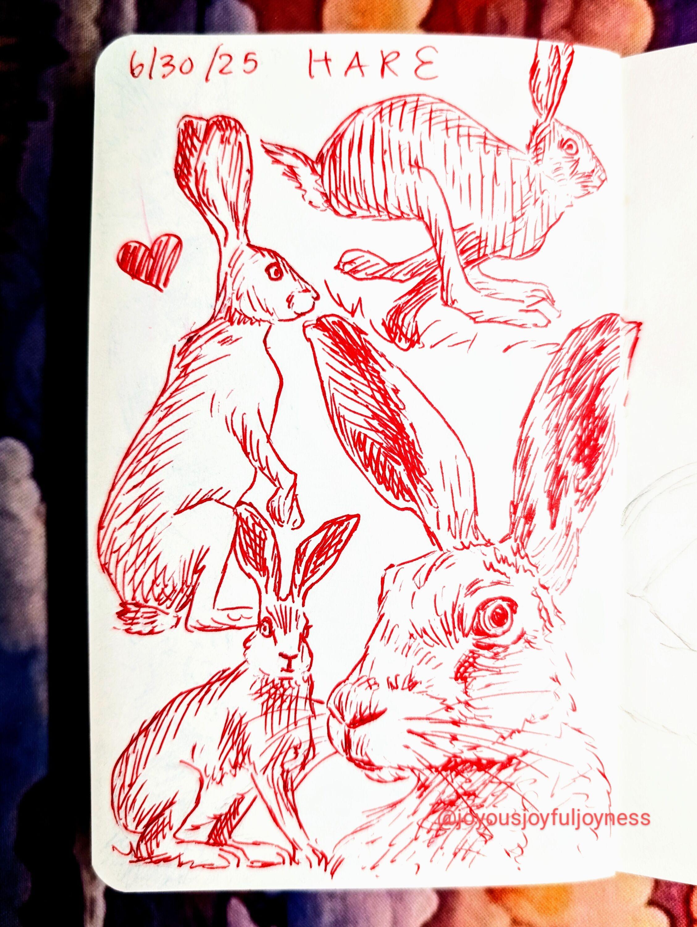 Sketchbook page of 4 hares in red pen. The top of the page is the text 6/30/25 and Hare. The top right is a hare running in profile. Below and to the left is a heart and a hare standing up in profile. Below is a hare crouching and looking at the viewer. The bottom right is a large closeup of a hare's face looking at the viewer.