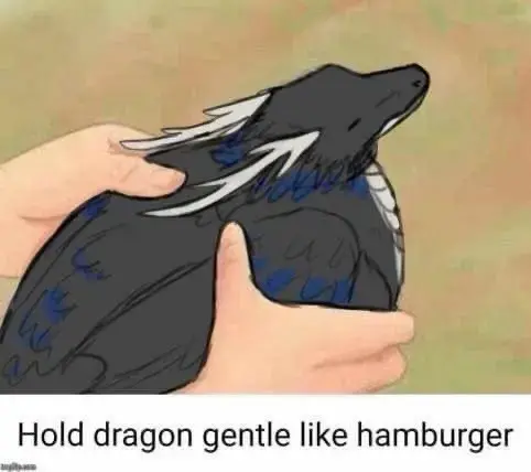 A drawing of two hands holding a small dragon that is folded up like a chicken on a nest. The caption is "Hold dragon gentle like hamburger" .