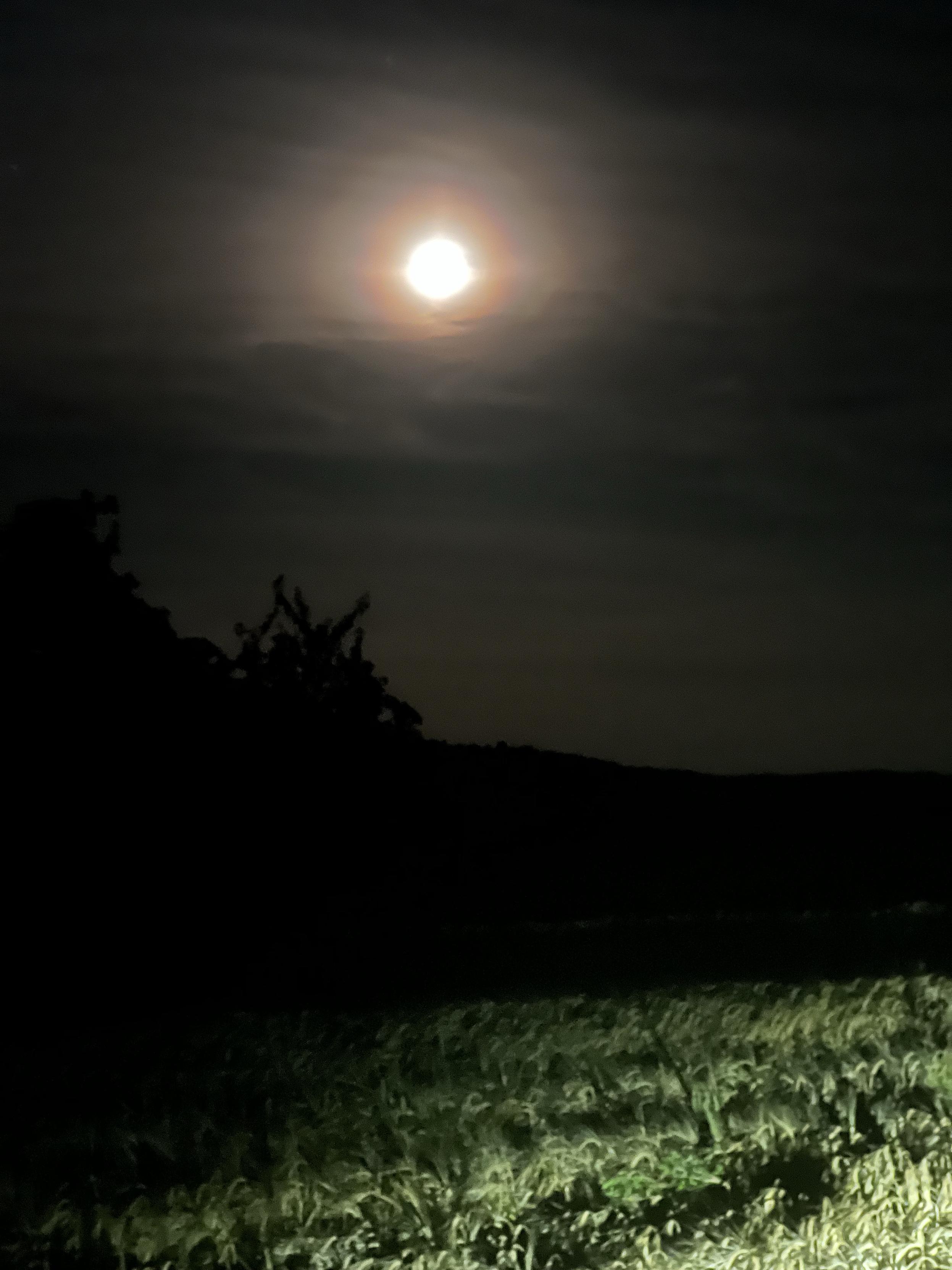 Nacht, im Scheinwerferlicht trockenes Getreide. Gegen den mondbeschienenen Himmel sind die Umrisse von Bäumen zu erkennen