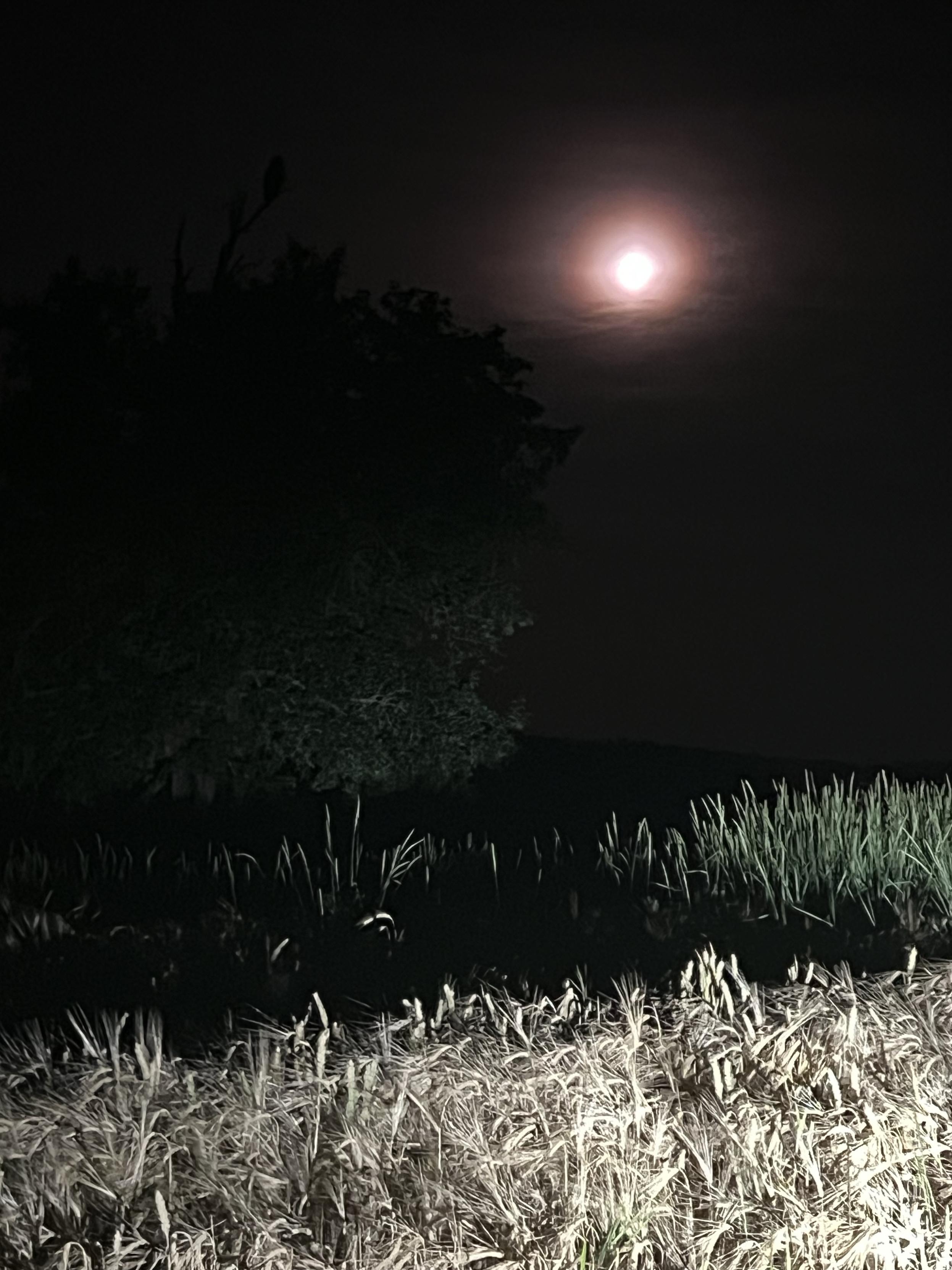 Nacht, im Scheinwerferlicht trockenes Getreide. Gegen den mondbeschienenen Himmel sind die Umrisse von Bäumen zu erkennen