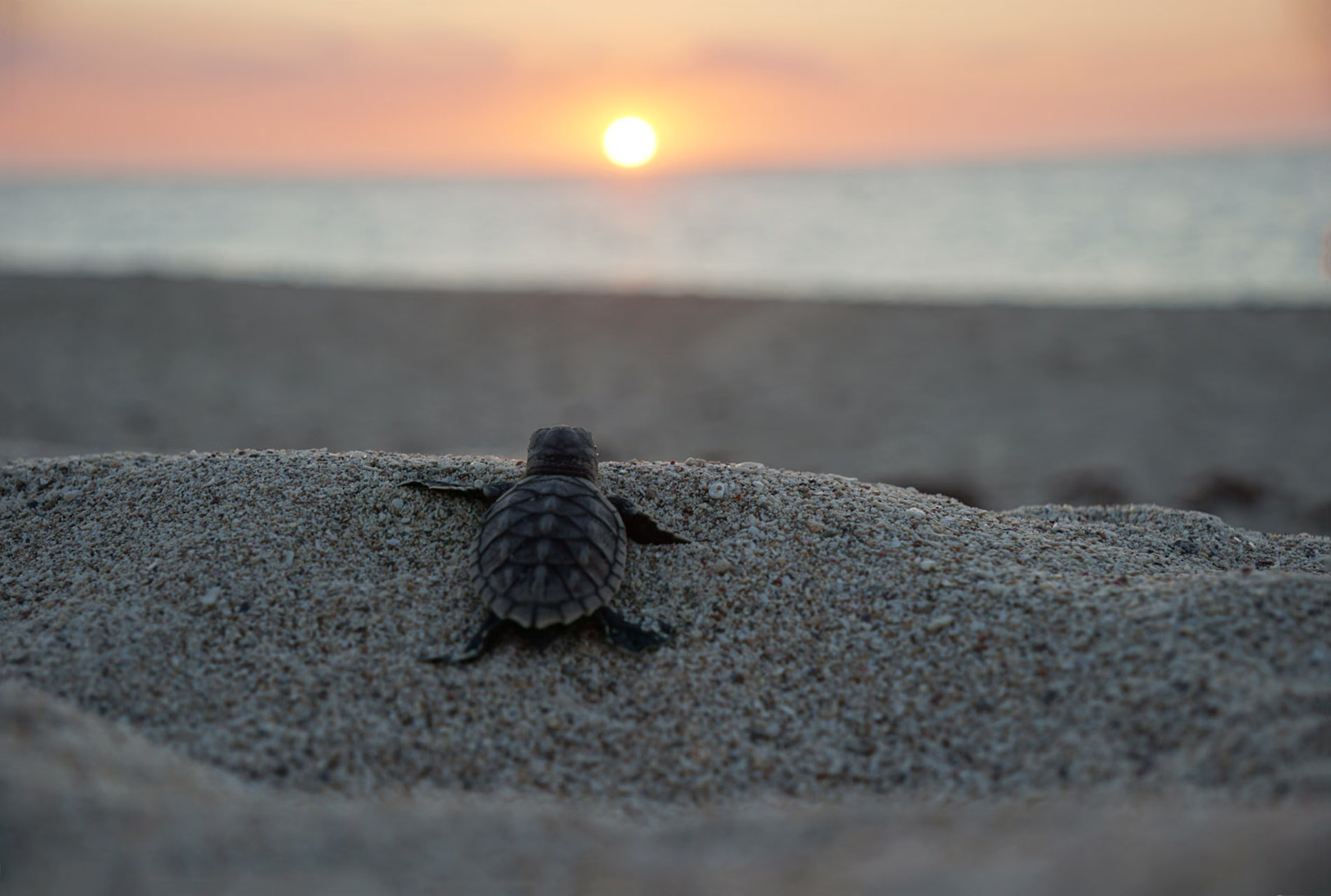 Back view of a small sea turtle hatchling making its way over a mound of sand on a beach. In the background, the sun is setting low over a calm, blurred ocean, casting a warm golden and pink glow across the sky.
