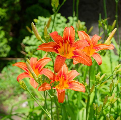 Four yellow and orange day lillies surrounded by seed pods