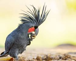 A dark, smoky-grey Palm Cockatoo stands on a tree limb, lifting its left leg to hold a short, thick woody stick it has crafted. The bird's large, powerful black beak is slightly open, its tall black crest feathers are raised dramatically, and the bright crimson-red skin patch on its cheek stands out vividly against its dark plumage.
