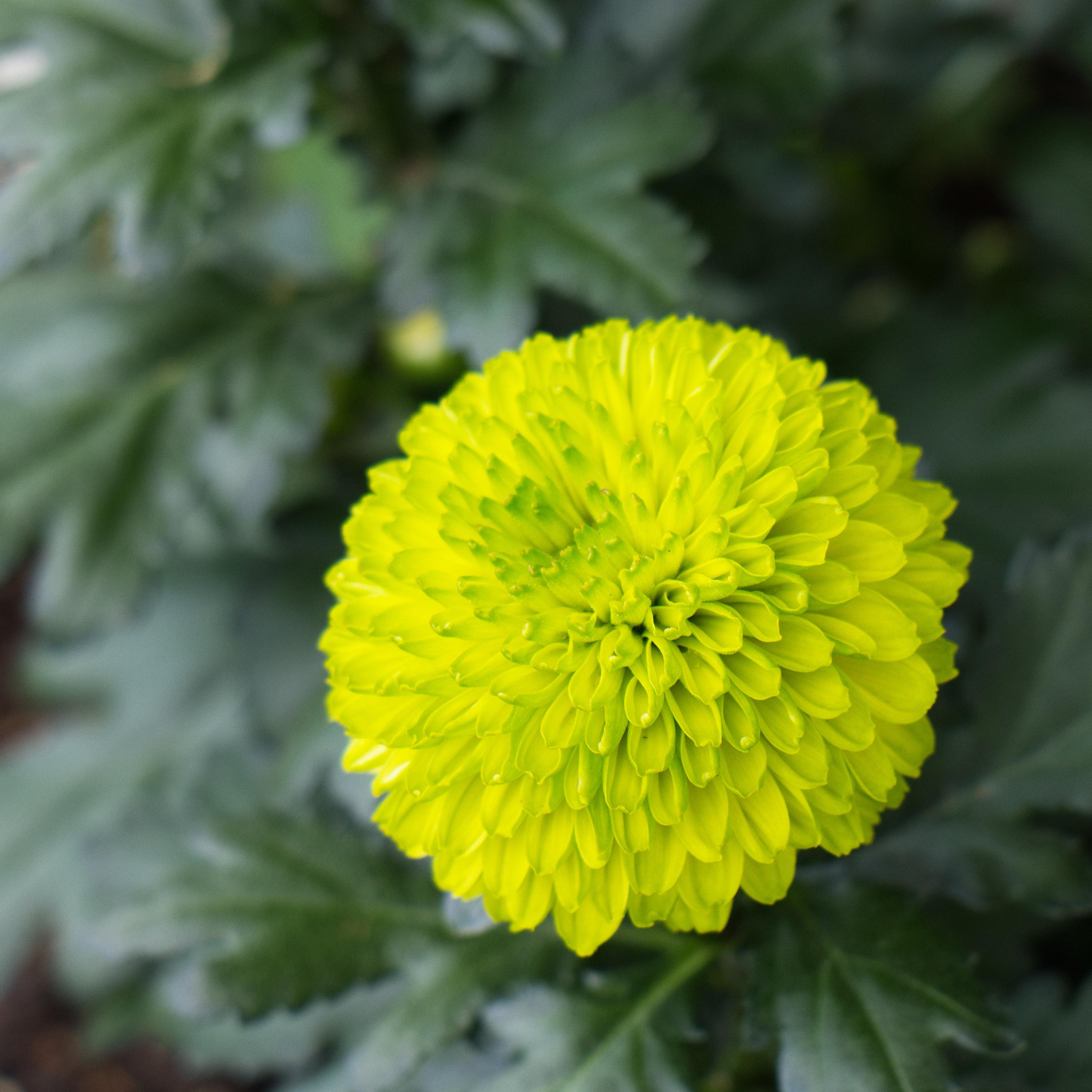 Großaufnahme der gelben Blüte einer Chrysantheme