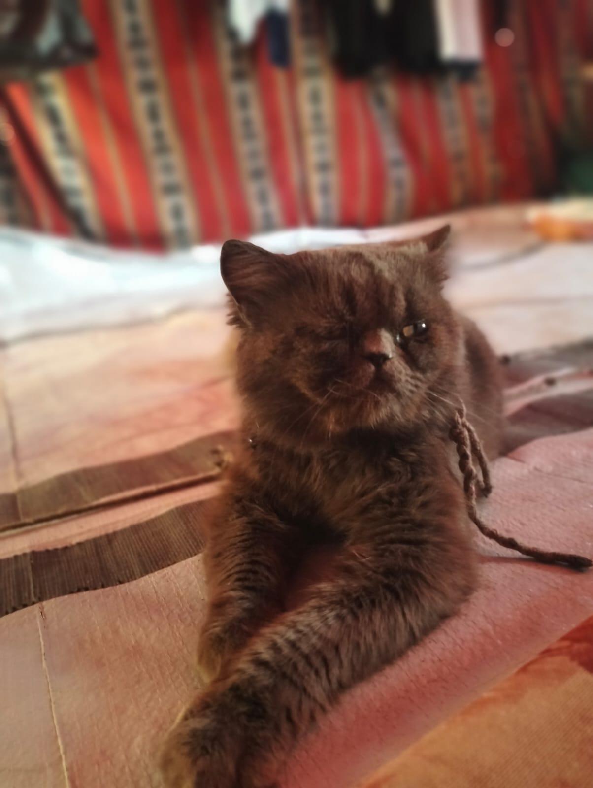 A fluffy dark gray cat with a braided rope collar lies on a pink and striped blanket, looking towards the camera with one eye partially closed.