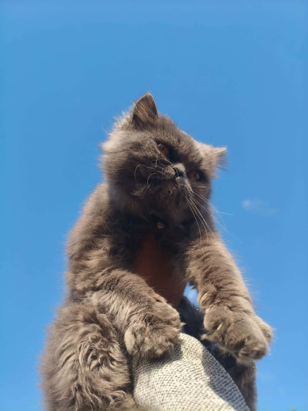 A fluffy gray cat with amber eyes and a small collar is held up against a bright blue sky.