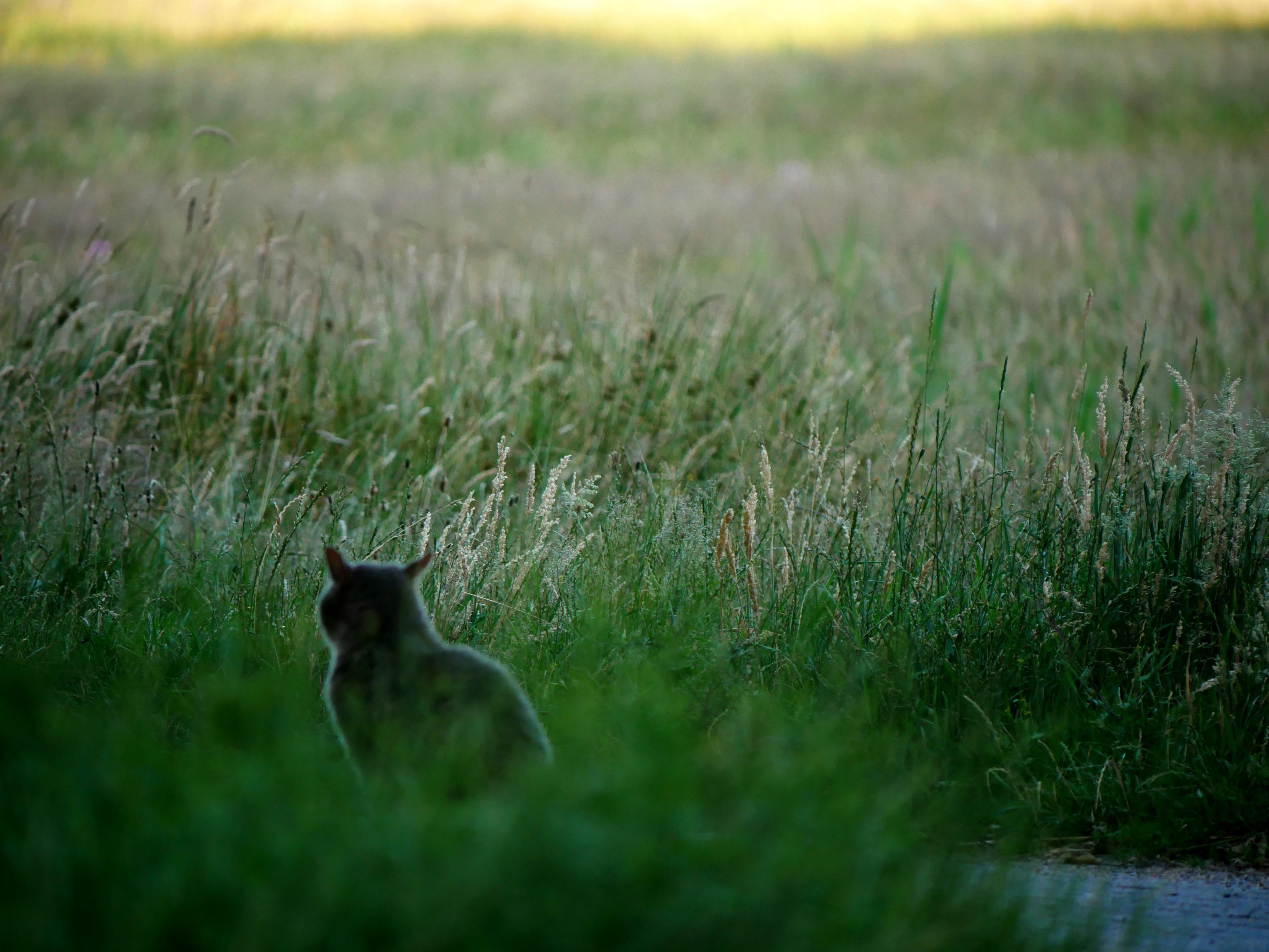 Katze mit grauen Fell ist von hinten zu sehen. Sie sitzt auf einem Fußweg und blickt auf eine grüne Wiese. Spiekeroog 2026