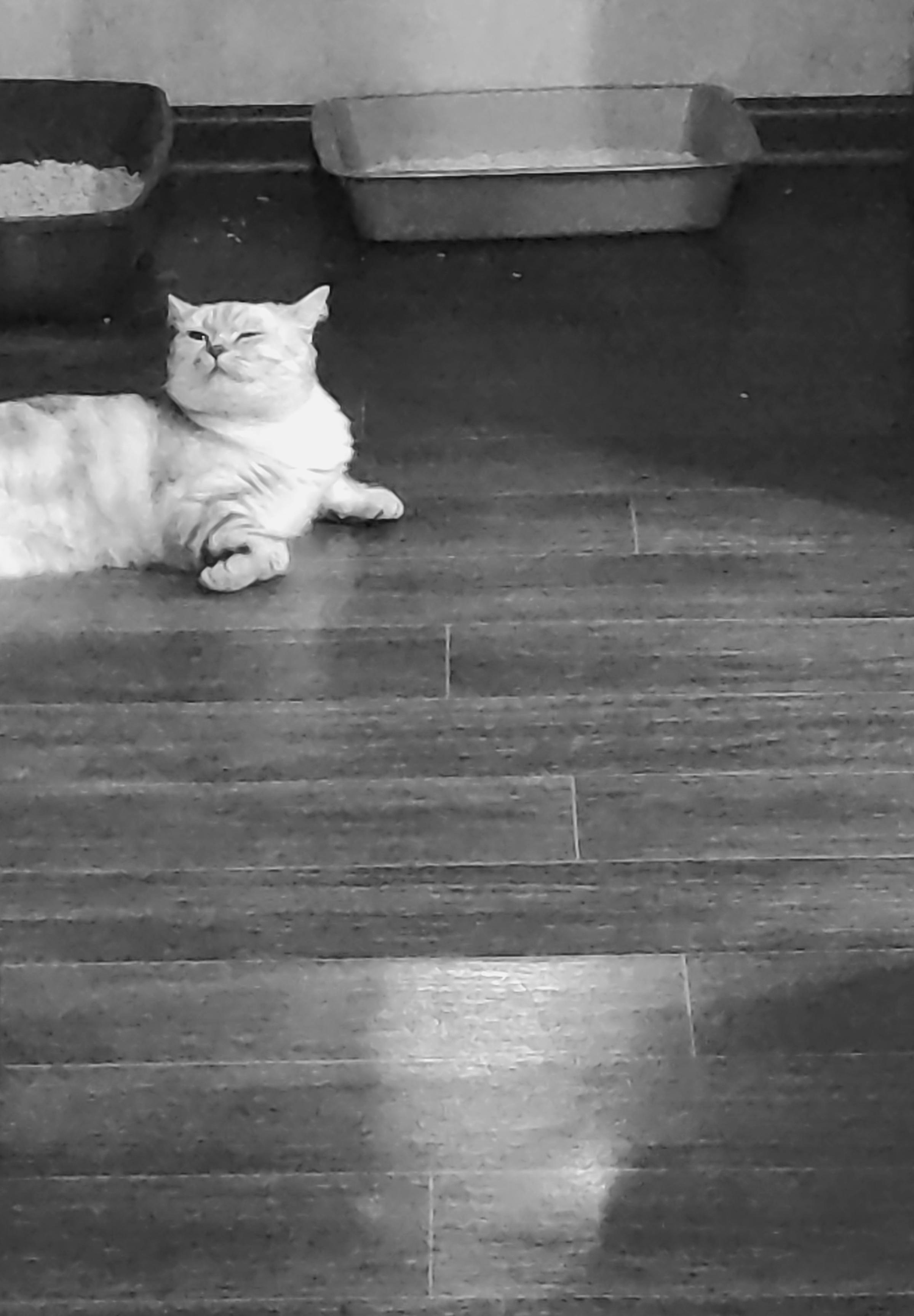 This photograph is a momentary, warm sketch from domestic life. In the center of the frame is an absolutely relaxed white cat. He is lying on his side, with one paw stretched forward, eyes completely closed and head thrown back. His pose radiates serenity and absolute trust in the world. In the background, against the dark floor, the outlines of two litter boxes are visible. The floor is dark laminate, featuring a bright square of sunlight reflected from a window. The image conveys a sense of calm, home coziness, and a lazy summer morning when there's no rush to go anywhere.