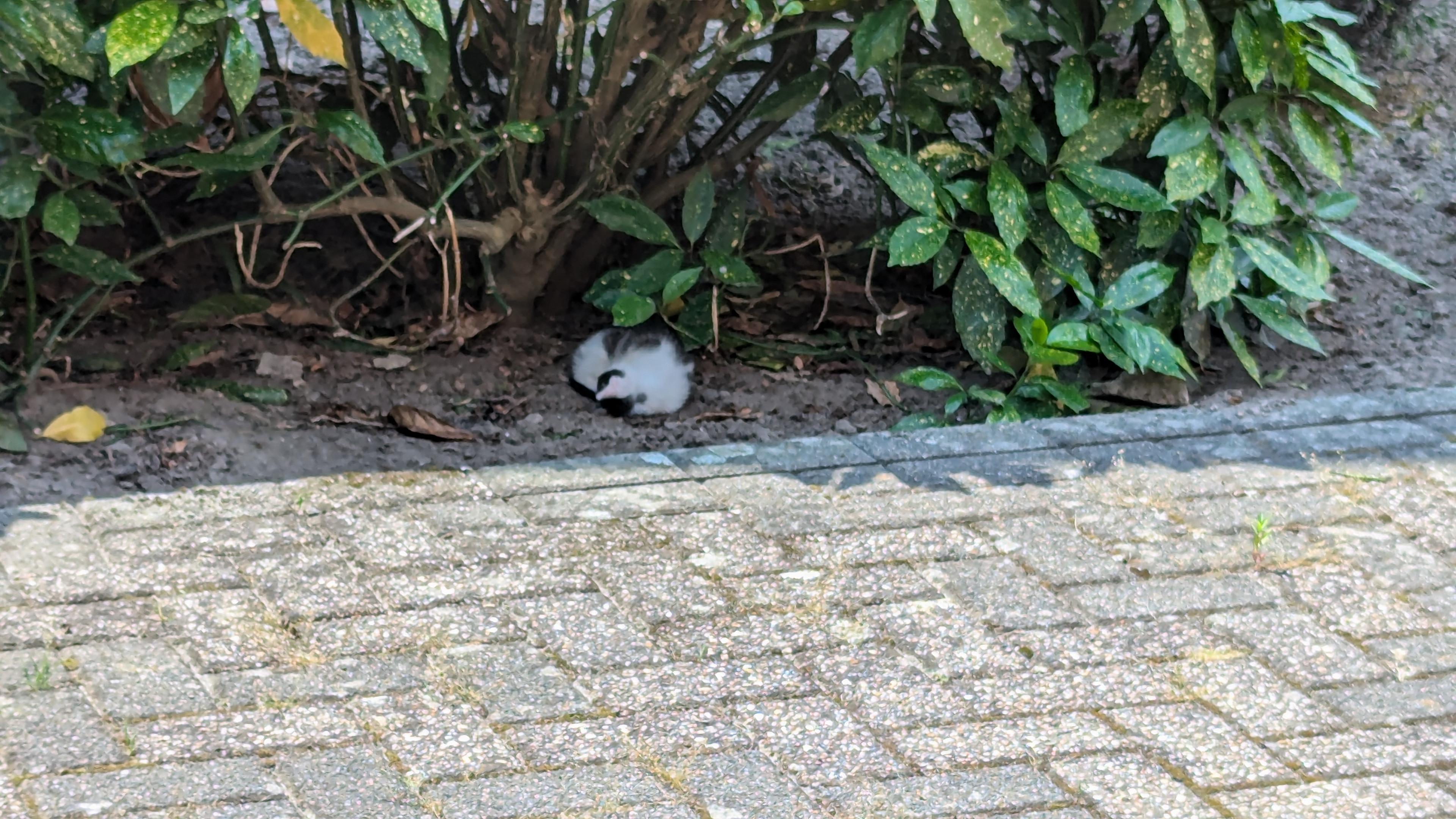 A driveway seen from a window, the sun beating down on it. Behind it is a garden with bushes and under one bush is a tiny, grimy looking black and white spotted kitten, curled up in the shade.