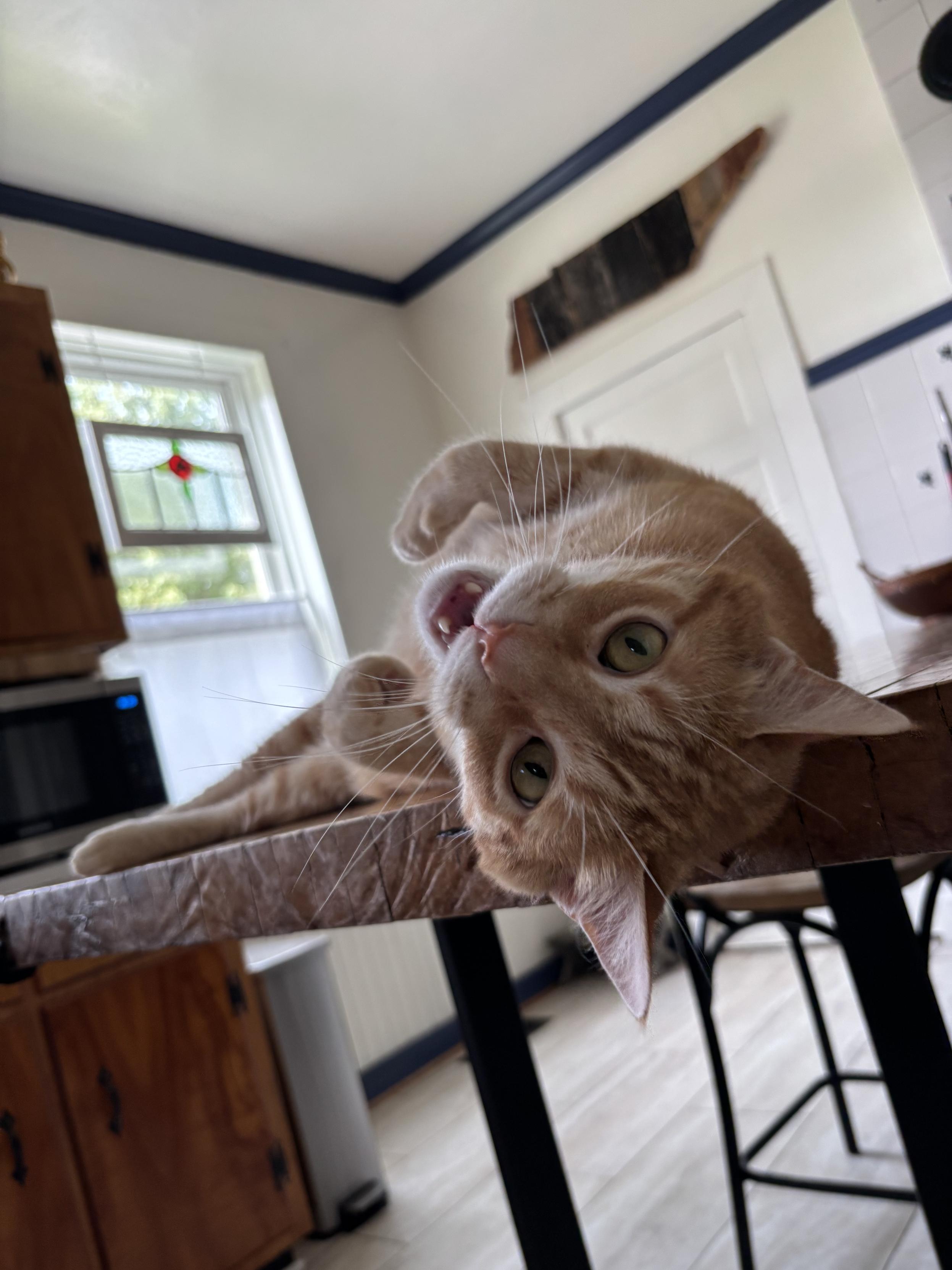 Squeak, a ginger Tabby, rolls comfortably on the kitchen table at his (and Sgt Pipper’s) exclusive dining area, while singing for food.